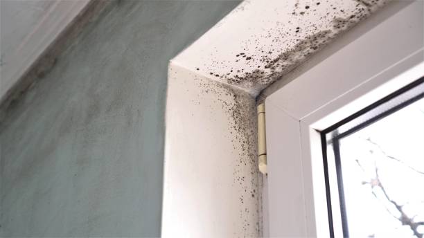 Best Emergency Mold Remediation  in Highspire, PA