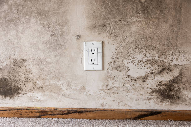Trusted Highspire, PA Mold Removal Experts